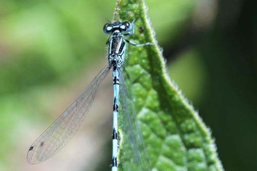 Réf. 259 276 : Coenagrion mercuriale